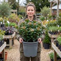Viburnum Tinus Evergreen Hedge Plant, Hardy Outdoor Garden Ready, 7.5L Root Ball