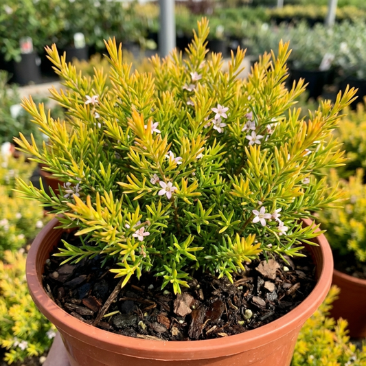 Diosma Sunset Gold Plant, Hardy Evergreen Flowering Shrub, Outdoor Garden Ready, 3L 17cm Root Ball