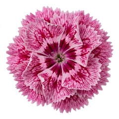 1 Cottage Pink Dianthus Raspberry Sundae, Fragrant Hardy Perennial Plant, 5 Litre Root Ball