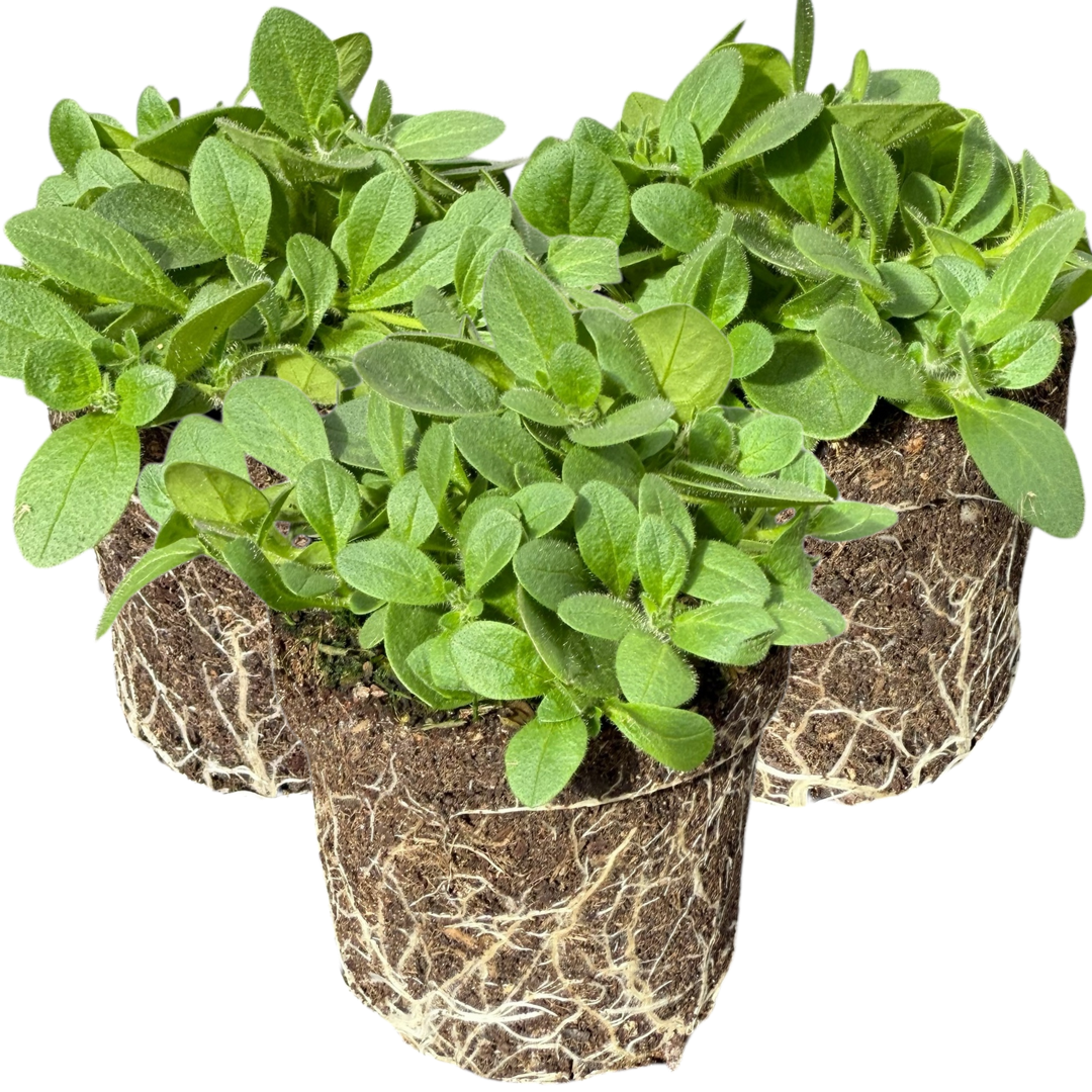 Petunia Dekko Deep Lavender Vein | 3 or 6 1L Pots
