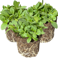 Petunia Dekko Deep Lavender Vein | 3 or 6 1L Pots