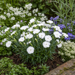 Set of 3 or 6 Large Plants - Dianthus Oscar White, Outdoor Garden Ready