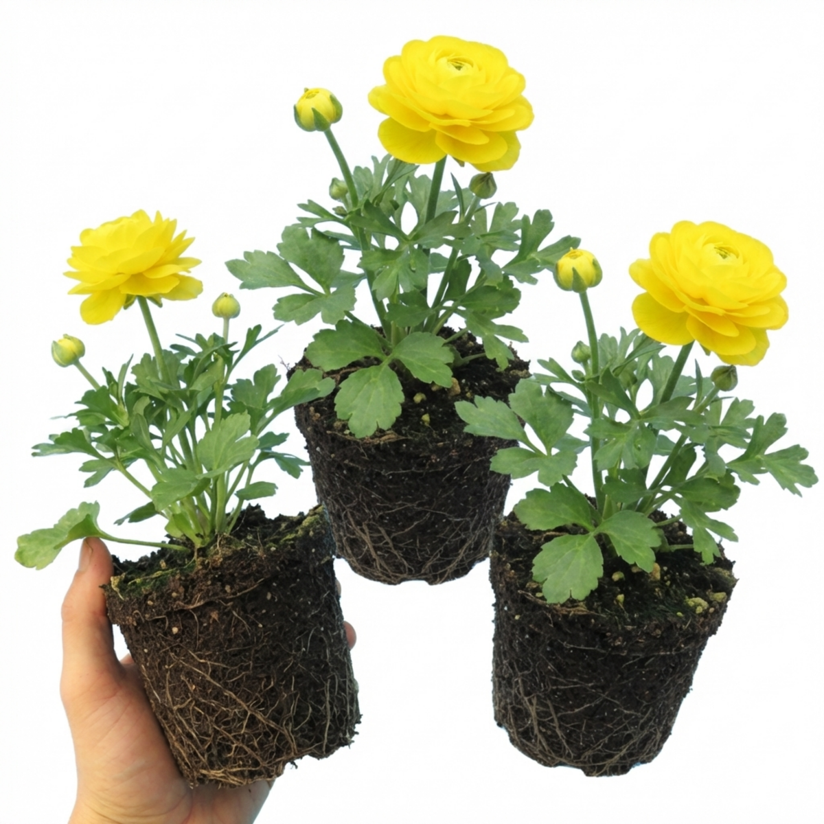 Ranunculus Vortex Lemonade Persian Buttercup Plants, Hardy Yellow Perennials, Spring & Autumn Flowering, Outdoor Garden Ready, 1 Litre Root-Ball