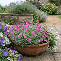 Silene Schafta Hardy Perennial Plants, Pink Flowering Ground Cover for Rockery, Litre Root Ball