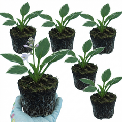 Francee Plantain Lily, Ready to Plant in Your Garden, 1L