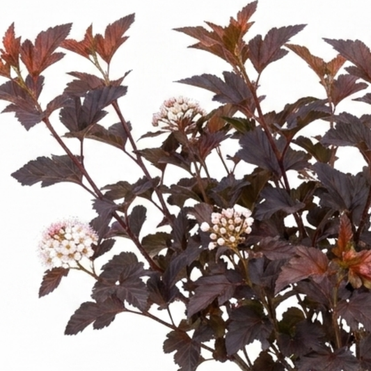 1 Physocarpus Lady in Red Plant, Hardy Bee Friendly Deciduous Garden Shrub, 3 Litre Root Ball