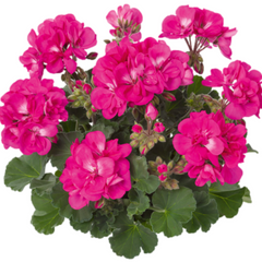 Pelargonium Toscana Dolce Vita Klass / Smart Laura | 3 or 6 1L Pots