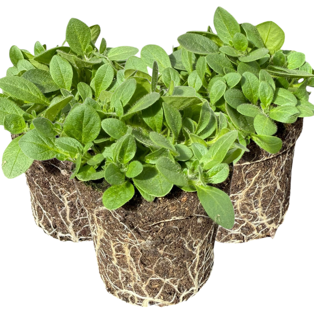 Petunia Surfinia Hot Pink | 3 or 6 1L Pots
