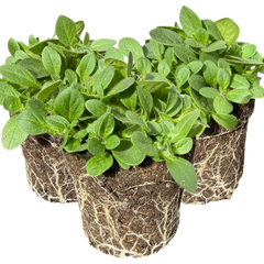 Petunia Surfinia Hot Pink | 3 or 6 1L Pots