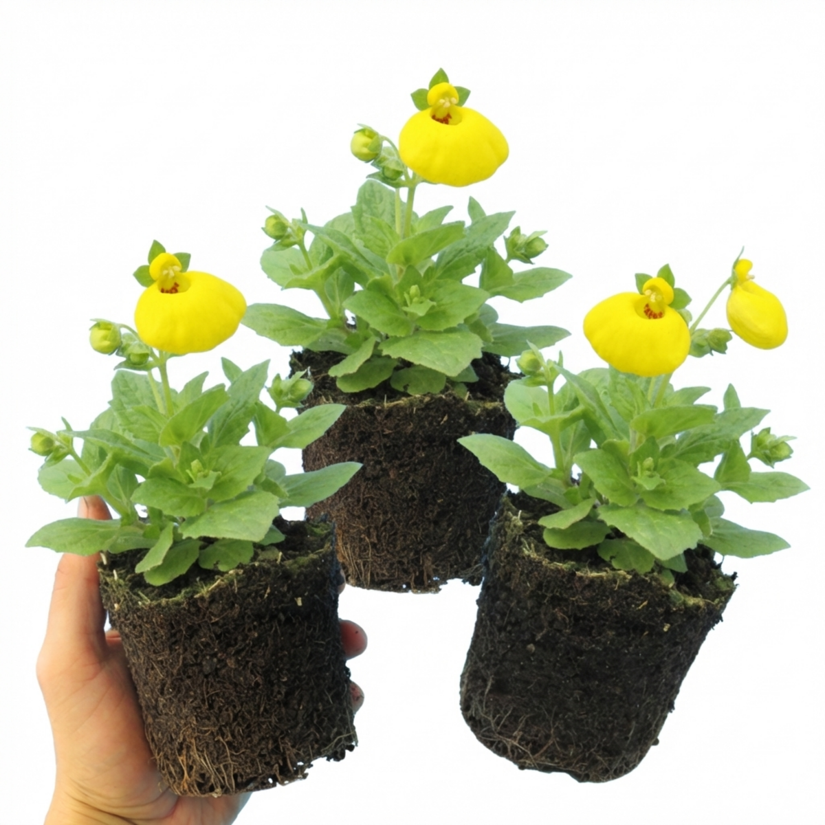 Calceolaria Calynopsis ‘Yellow’, Ready to Plant