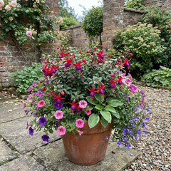 3 Large Plants - Fuchsia Tom Thumb, Ready to Plant in Your Garden, 1L Rootballs