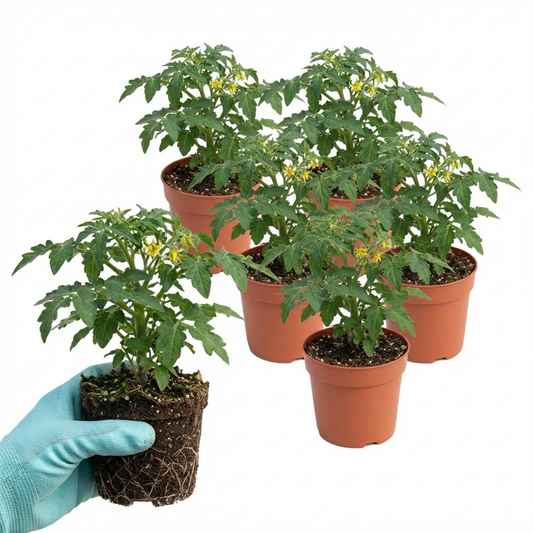 Set of 3 or 6 Large Plants - Tomato Cocktail Crush Variety, Ready to Plant in Your Garden