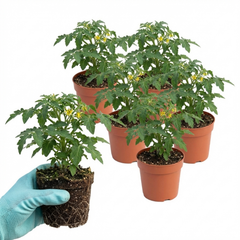 Set of 3 or 6 Large Plants - Tomato Cocktail Crush Variety, Ready to Plant in Your Garden