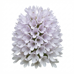 Hebe Sutherlandii Hardy Evergreen Flowering Perennial Shrub Plants, Outdoor Garden Ready, 1 Litre Root-Ball