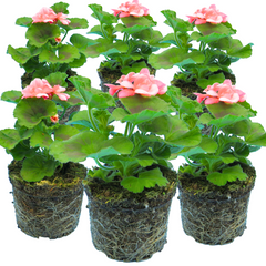 Pelargonium Toscana Dolce Vita Emma or Smart Lenja