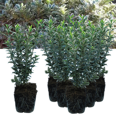 EUONYMUS MICROPHYLLUS ALBOVARIEGATUS