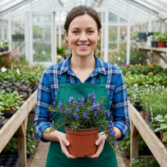 Set of 3 or 6 Rosemary Blue Rain Herb Plants (Salvia rosmarinus), Hardy Evergreen Culinary Herb, Outdoor Garden Ready, 1 Litre Root-Ball