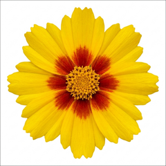 1 Coreopsis Solar Jewel Live Perennial Plant, Hardy Summer Flowering Garden, 3 Litre Root-Ball