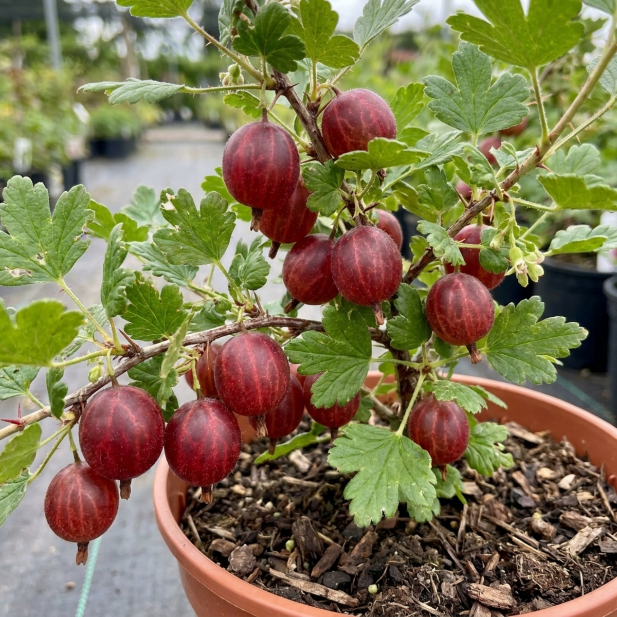 Gooseberry Hinnonmaki Red Bush, Self Pollinating Hardy Fruit Plant, Garden Ready, 2Ltr Root Ball