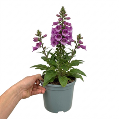 1 Large Plant - Digitalis Dalmatian Purple, Outdoor Garden Ready, 2L Pot