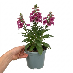 1 Digitalis Hanabee Deep Rose Foxglove Plant, Bee Friendly Hardy Perennial, 2 Litre Root Ball