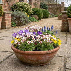 Saxifrage Ice Colours Appleblossom Plants, Hardy Alpine Rock Garden Perennial, Outdoor Garden Ready, 1 Litre Root-Ball