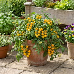 Set of 3 or 6 Large Plants - Tomato Tumbling Tom Yellow, Ready to Plant in Your Garden