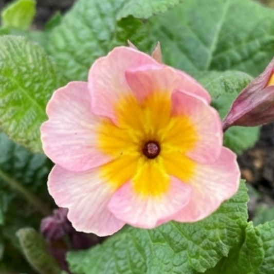 Polyanthus Stella Champagne | 3 or 6 1L Pots