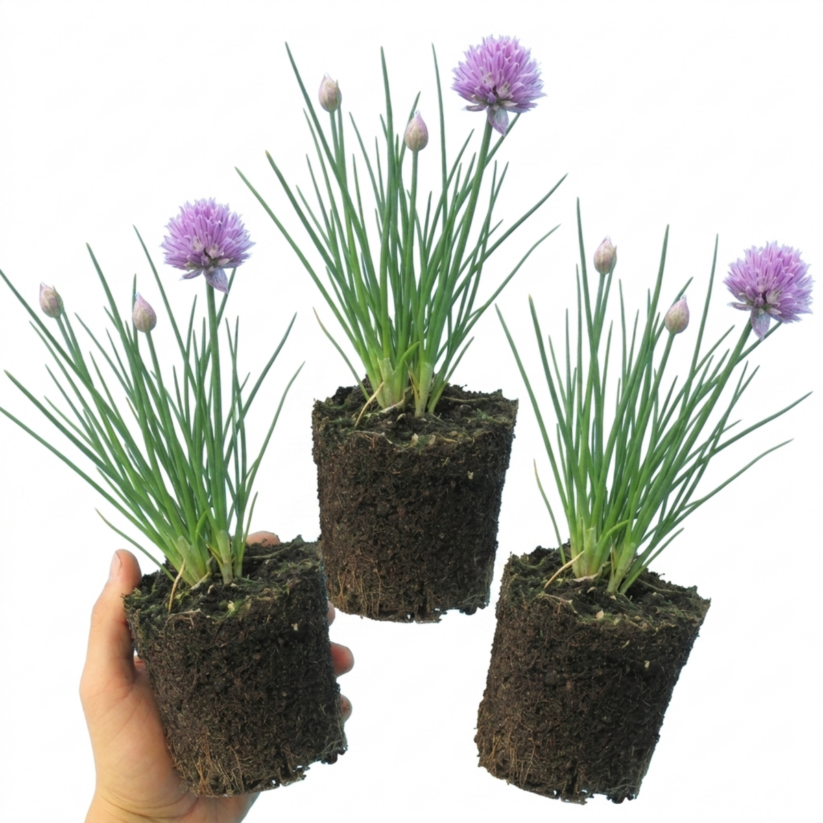 Fresh Chive Herb Plants, Hardy Perennial Live Herbs for Kitchen Garden, 1 Litre Root Ball