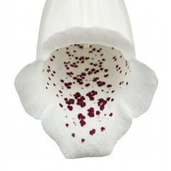 1 Digitalis Hanabee White Foxglove Plant, Hardy Perennial, Bee Friendly, 3 Litre Root Ball