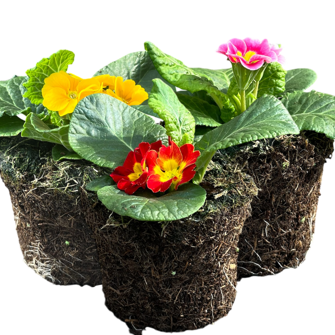 Primrose Growers Selection | 3 or 6 1L Pots