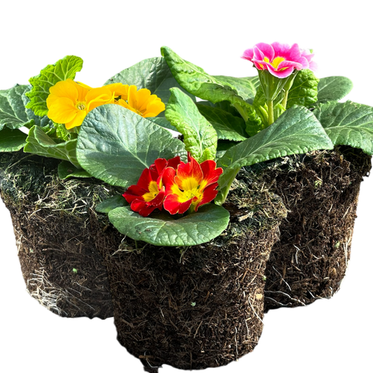 Primrose Growers Selection | 3 or 6 1L Pots