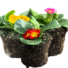 Primrose Growers Selection | 3 or 6 1L Pots