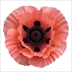 Papaver Orientale Garden Gnome Victoria Louise Plants, Hardy Perennial Oriental Poppy, Outdoor Garden Ready, 1 Litre Root-Ball