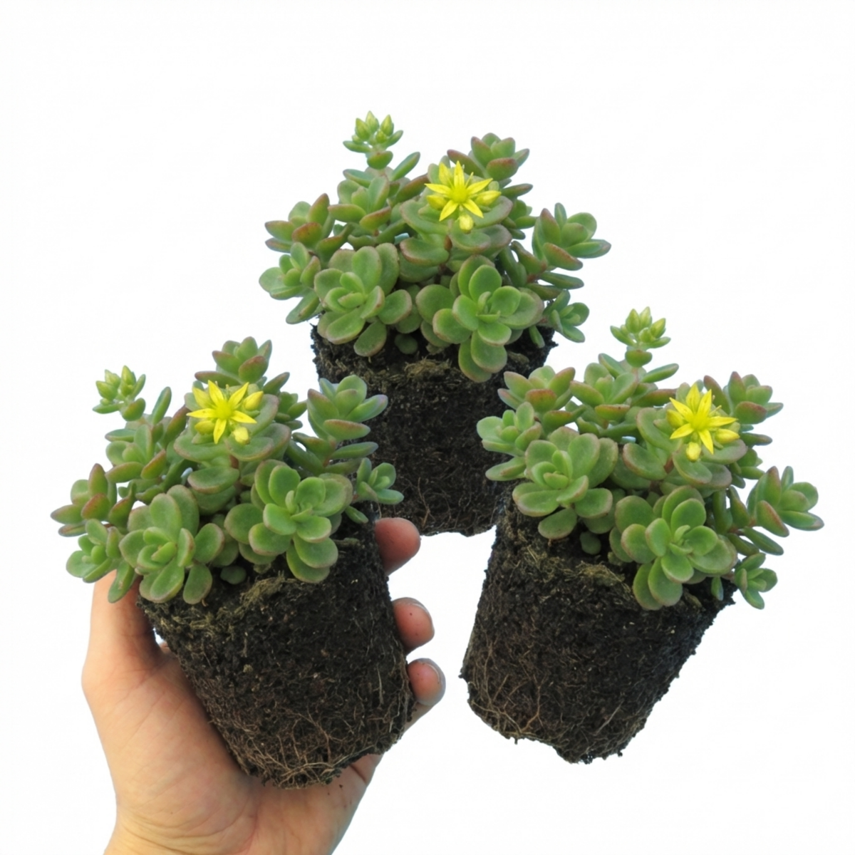 Set of 3 or 6 Sedum Oreganum Stonecrop Plants, Hardy Perennial, Bee Friendly Ground Cover, Outdoor Garden Ready, 1 Litre / 11cm Root-Ball
