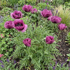 1 Oriental Papaver Bolero Perennial Poppy Plant, Summer Flowering, Garden Ready, 3 Litre Root Ball