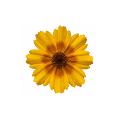 1 Coreopsis Solar Fancy Hardy Perennial Plant, Bee Friendly Summer Flowering, 3 Litre Root-Ball