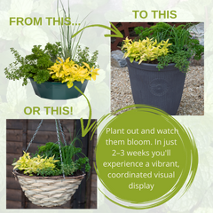 Herb Alfresco Mixed SpeedPlanter – 7 Fresh Culinary Herbs, Garden Ready