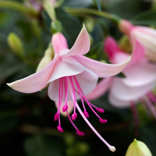 Fuchsia Bella Lisa | 3 or 6 1L Pots
