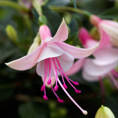 Fuchsia Bella Lisa | 3 or 6 1L Pots