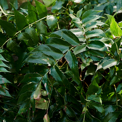 Holly Fern | 3 or 6 1L Pots