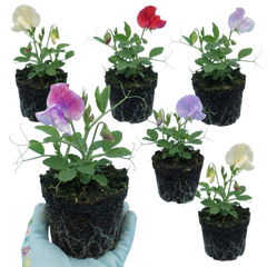 Sweet Pea Mammoth Mix, 10.5 cm Rootballs