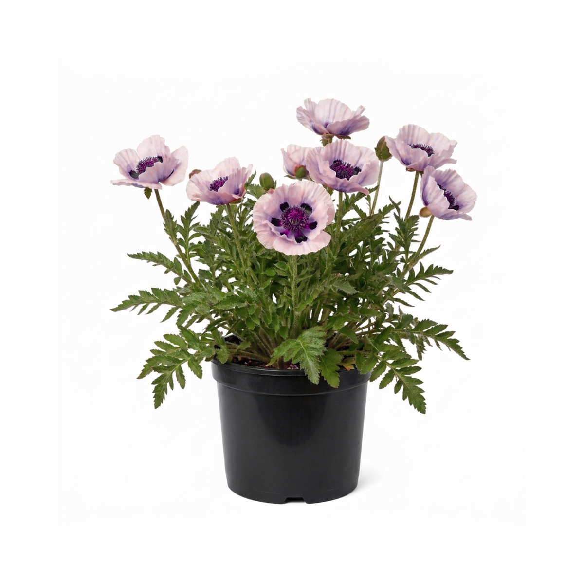 1 Oriental Papaver Bolero Perennial Poppy Plant, Summer Flowering, Garden Ready, 3 Litre Root Ball