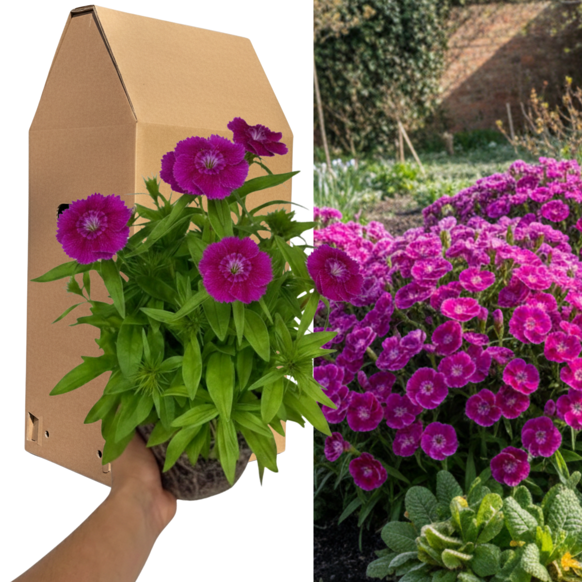 1 Spring–Summer Dianthus Flowering Plants – Dart Purple (Garden Pink). Outdoor Garden Ready Plants for Pots, Borders & Containers. Hardy, Compact & Easy to Grow. Supplied Fresh as a Large 2L Pot