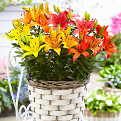 Lily Plants | 3 or 6 1L Pots
