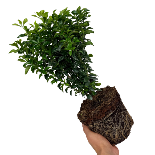 Euonymus Green Spire