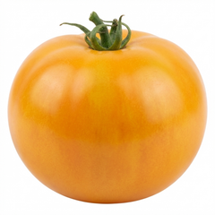 Set of 3 or 6 Large Plants - Tomato Golden Sunrise Variety, Ready to Plant in Your Garden