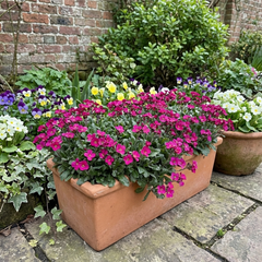 Arabis Aubris Deep Rose, Ready to Plant in Your Garden, 1L