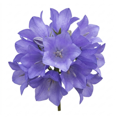 Set of 3 or 6 Campanula Persicifolia Caerulea Hardy Blue Bellflower Plants, Outdoor Garden Ready, 11cm Root-Ball