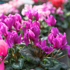 Cyclamen Purple | 3 or 6 1L Pots